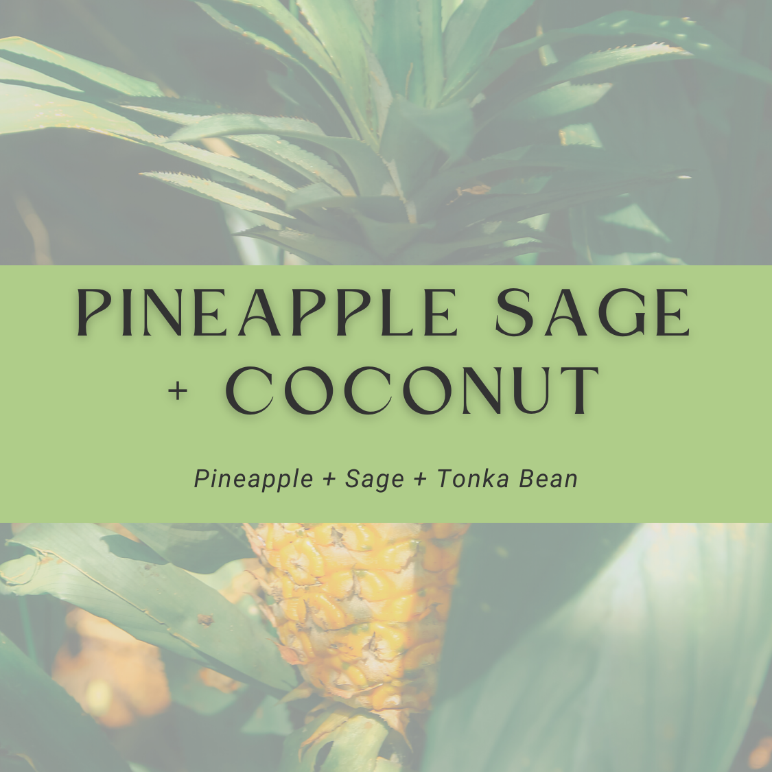 Pineapple Sage + Coconut Car Diffuser Oil + Refill Set